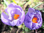 Crocus Download Jigsaw Puzzle