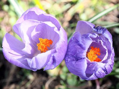 Crocus Download Jigsaw Puzzle