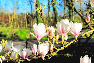 Magnolias Download Jigsaw Puzzle