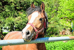 Horse Download Jigsaw Puzzle