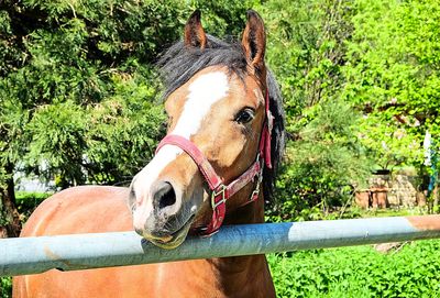 Horse Download Jigsaw Puzzle