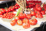 Tomatoes Download Jigsaw Puzzle