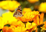 Butterfly Download Jigsaw Puzzle