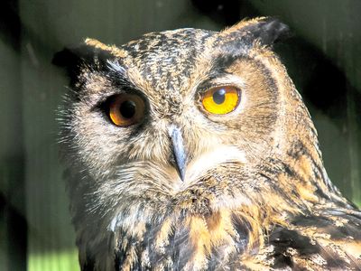 Eagle Owl Download Jigsaw Puzzle