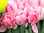 Tulips Download Jigsaw Puzzle