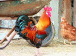 Rooster Download Jigsaw Puzzle