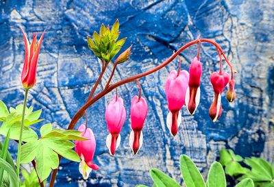 Bleeding Heart Download Jigsaw Puzzle