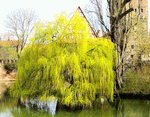 Weeping Willow Download Jigsaw Puzzle