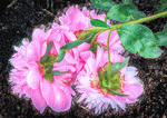 Flowers Download Jigsaw Puzzle