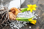 Daffodils Download Jigsaw Puzzle