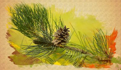 Pine Cone Download Jigsaw Puzzle