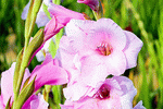 Gladiolus Download Jigsaw Puzzle