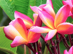 Frangipani Download Jigsaw Puzzle