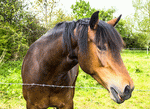 Horse Download Jigsaw Puzzle