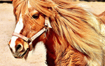 Pony Download Jigsaw Puzzle