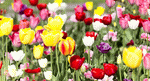 Flowers Download Jigsaw Puzzle