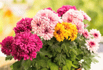 Flowers Download Jigsaw Puzzle