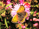 Butterfly Download Jigsaw Puzzle