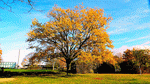 Tree Download Jigsaw Puzzle