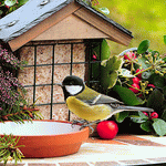 Bird Download Jigsaw Puzzle