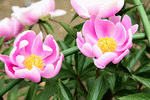 Peony Download Jigsaw Puzzle