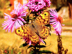 Butterfly Download Jigsaw Puzzle