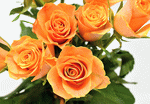 Roses Download Jigsaw Puzzle