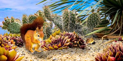 Squirrel Download Jigsaw Puzzle