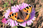 Butterfly Download Jigsaw Puzzle