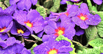 Primula Download Jigsaw Puzzle