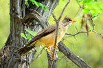 Bird Download Jigsaw Puzzle