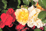 Roses Download Jigsaw Puzzle