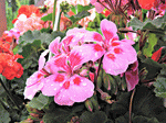 Flowers Download Jigsaw Puzzle