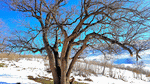 Tree Download Jigsaw Puzzle