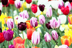 Tulips Download Jigsaw Puzzle