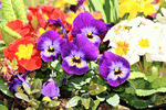 Flowers Download Jigsaw Puzzle