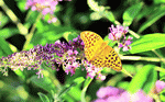 Butterfly Download Jigsaw Puzzle