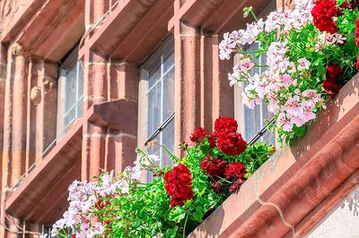 Flowers  Download Jigsaw Puzzle