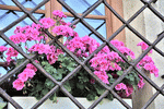 Geraniums Download Jigsaw Puzzle