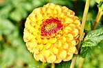 Dahlia  Download Jigsaw Puzzle