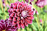 Dahlia Download Jigsaw Puzzle