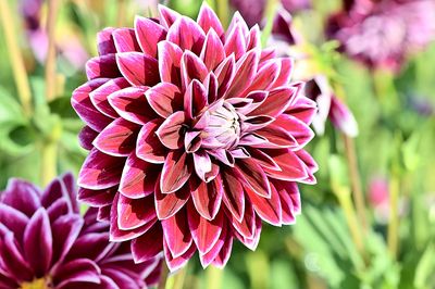 Dahlia Download Jigsaw Puzzle