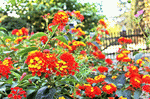 Lantana Download Jigsaw Puzzle