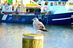 Seagull Download Jigsaw Puzzle