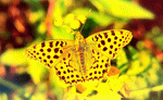 Butterfly Download Jigsaw Puzzle