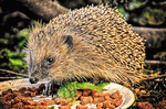 Hedgehog Download Jigsaw Puzzle