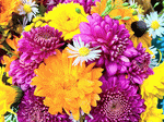 Flowers Download Jigsaw Puzzle