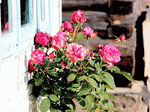 Roses Download Jigsaw Puzzle