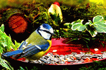 Blue Tit Download Jigsaw Puzzle