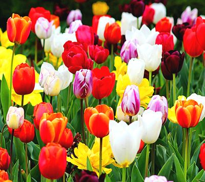 Tulips Download Jigsaw Puzzle